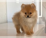 Small #4 Pomeranian