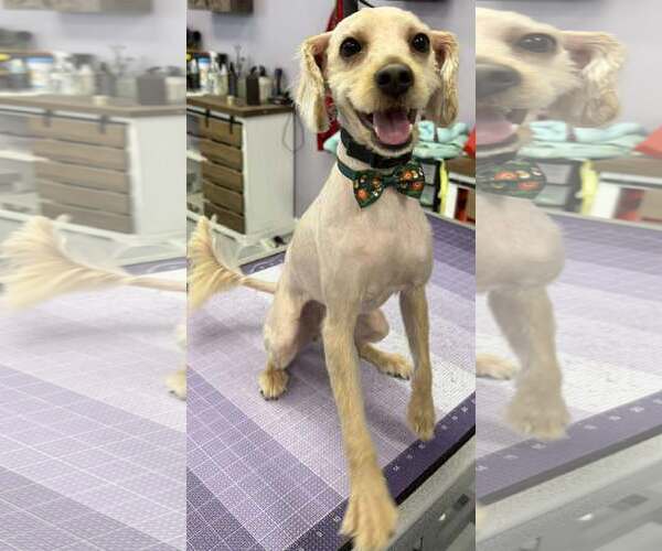 Medium Photo #1 Mutt Puppy For Sale in Gibbstown, NJ, USA