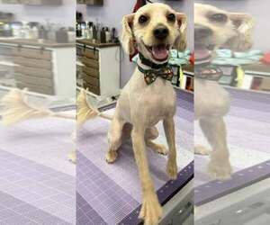 Mutt Dogs for adoption in Gibbstown, NJ, USA