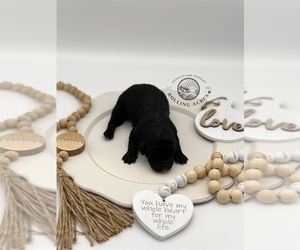 Goldendoodle Puppy for sale in MARYVILLE, MO, USA