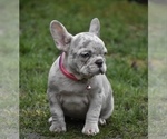 Small Photo #3 French Bulldog Puppy For Sale in SALEM, OR, USA