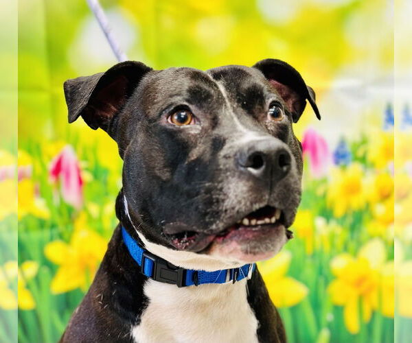 Medium Photo #2 American Pit Bull Terrier Puppy For Sale in Manahawkin, NJ, USA