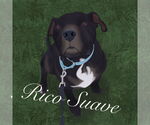 Small #46 American Pit Bull Terrier