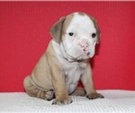 Small Photo #5 Bulldog Puppy For Sale in HIALEAH, FL, USA