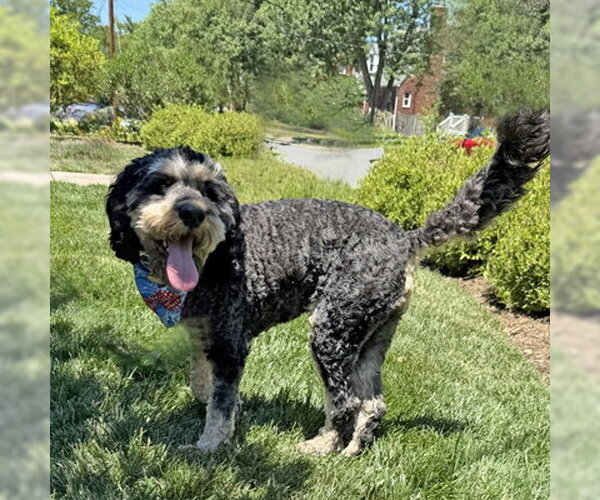 Medium Photo #9 Cock-A-Poo-Unknown Mix Puppy For Sale in Arlington, VA, USA