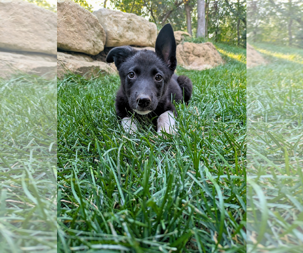 Medium Photo #2 Mutt Puppy For Sale in Sandy, UT, USA