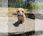 Small #1 Olde English Bulldogge