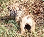 Puppy 2 Bulldog