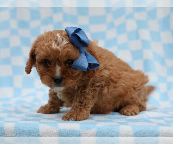 Medium Photo #3 Cavapoo (Miniature) Puppy For Sale in LIBERTY, KY, USA