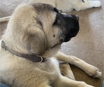 Small Photo #4 Anatolian Shepherd Puppy For Sale in LITTLE MEADOWS, PA, USA