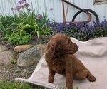Small Photo #79 Irish Doodle Puppy For Sale in GOSHEN, IN, USA