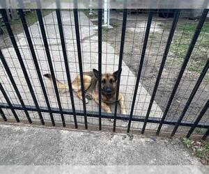 German Shepherd Dog-Unknown Mix Dogs for adoption in Houston, TX, USA