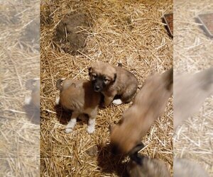Anatolian Shepherd-Great Pyrenees Mix Puppy for Sale in SIDNEY, Ohio USA