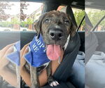 Small Mountain Cur-Plott Hound Mix