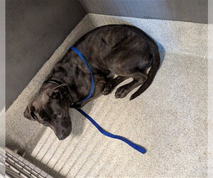 American Staffordshire Terrier Dogs for adoption in Tallahassee, FL, USA