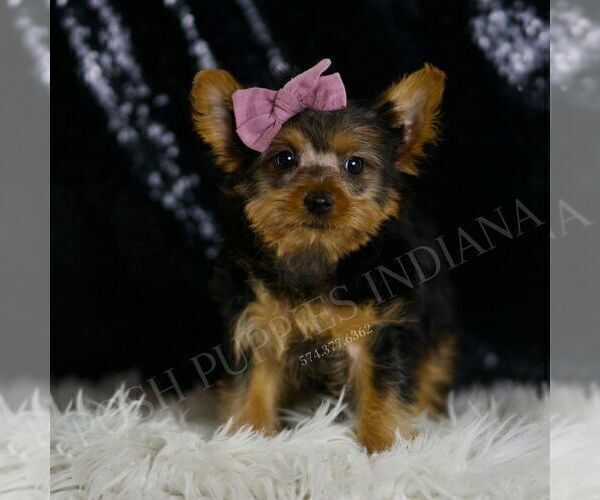 Medium Photo #4 Yorkshire Terrier Puppy For Sale in WARSAW, IN, USA