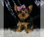 Small #3 Yorkshire Terrier