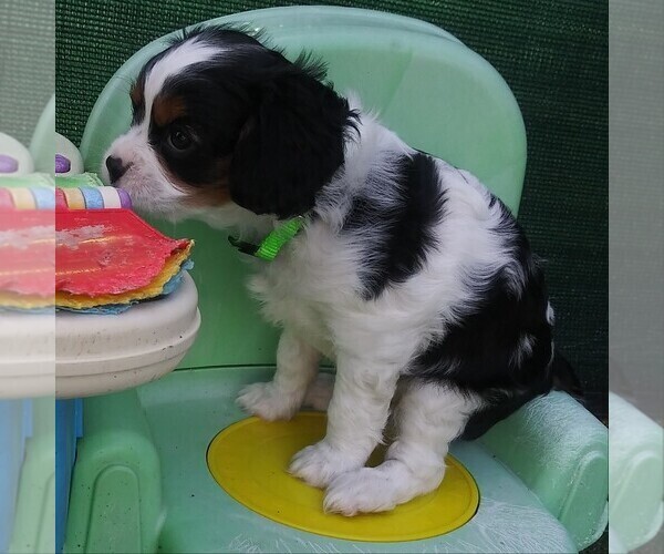 Medium Photo #4 Cavalier King Charles Spaniel Puppy For Sale in HOWLAND, OH, USA