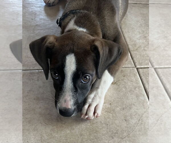 Medium Photo #35 Mutt Puppy For Sale in Mount Laurel, NJ, USA