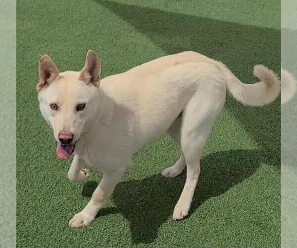 Medium Photo #5 Labrador Retriever-Unknown Mix Puppy For Sale in Rockwall, TX, USA