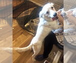 Small #2 Australian Shepherd Mix