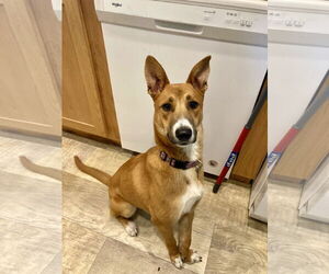Border-Aussie Dogs for adoption in San Diego, CA, USA