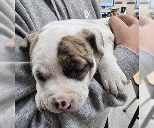 American Bulldog-American Staffordshire Terrier Mix Dogs for adoption in Frankenmuth, MI, USA