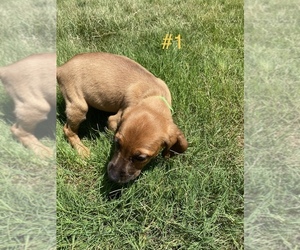 Bagle Hound-Bullboxer Pit Mix Puppy for sale in ACWORTH, GA, USA