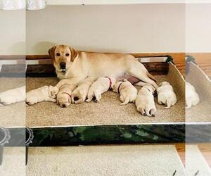 Mother of the Labrador Retriever puppies born on 08/14/2022