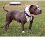 Small Photo #2 Staffordshire Bull Terrier Puppy For Sale in Bedford, VA, USA