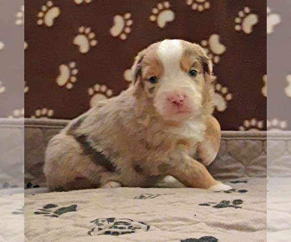 Medium Photo #2 Miniature Australian Shepherd Puppy For Sale in HILLIARD, OH, USA