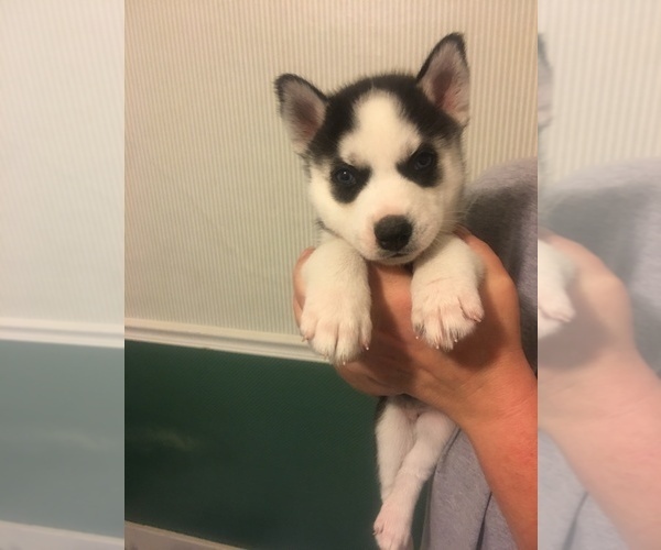 Medium Photo #1 Siberian Husky Puppy For Sale in WARREN, OH, USA