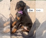 Small #2 Doberman Pinscher
