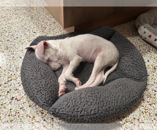 Medium Photo #3 Jack Russell Terrier-Unknown Mix Puppy For Sale in Arcadia, FL, USA