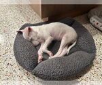 Small #2 Jack Russell Terrier Mix