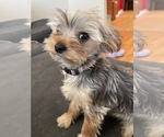 Small Photo #3 Yorkshire Terrier Puppy For Sale in MANTECA, CA, USA
