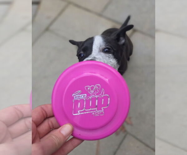 Medium Photo #2 American Pit Bull Terrier-Unknown Mix Puppy For Sale in Garden City, NY, USA