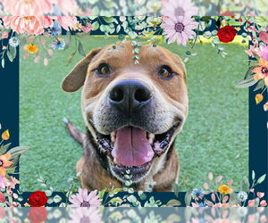 German Shepherd Dog Dogs for adoption in Ojai, CA, USA