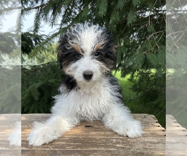 Medium Photo #4 Bernedoodle (Miniature) Puppy For Sale in MIDDLEBURY, IN, USA