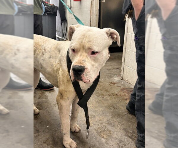 Medium Photo #1 Argentinian Mastiff Puppy For Sale in San Bernardino, CA, USA