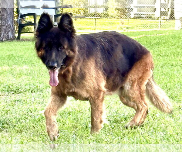 Medium Photo #4 German Shepherd Dog Puppy For Sale in Plantation, FL, USA