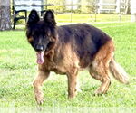 Small #3 German Shepherd Dog