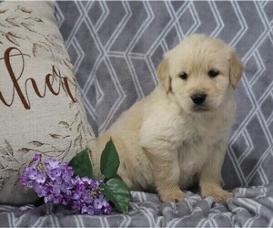 English Cream Golden Retriever-Golden Retriever Mix Puppy for sale in FREDERICKSBG, OH, USA