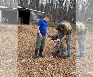 Sophia: Not at the shelter (Alan) - Female Mountain Cur-Plott Hound Mix Dog for Adoption - Photo #4