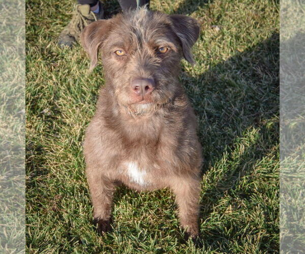 Medium Photo #4 Mutt Puppy For Sale in Huntley, IL, USA