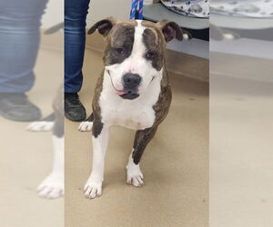 American Pit Bull Terrier Dogs for adoption in Decatur, IL, USA