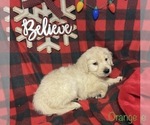Small Photo #10 English Cream Golden Retriever Puppy For Sale in DEARBORN, MO, USA