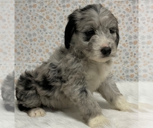 Australian Shepherd-Old English Sheepdog Mix Puppy for sale in FREDERICKSBURG, OH, USA