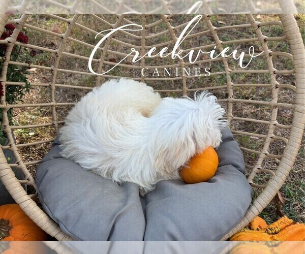 Medium Photo #28 Havachon Puppy For Sale in NIANGUA, MO, USA