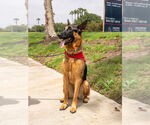 Small #22 German Shepherd Dog Mix
